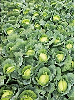 ユニフォーム jits2026s024